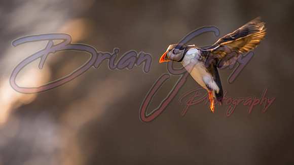 Sumburgh Head Puffin