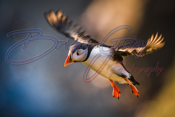 Sumburgh Head Puffin
