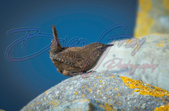 Shetland Wren