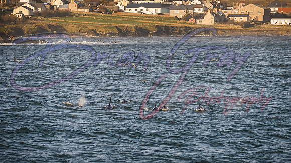 Orcas - Pod 27