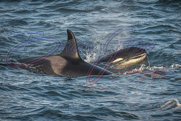 Orcas - Pod 27