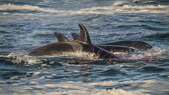 Orcas - Pod 27