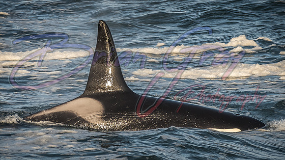 Orcas - Pod 27