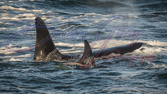 Orcas - Pod 27