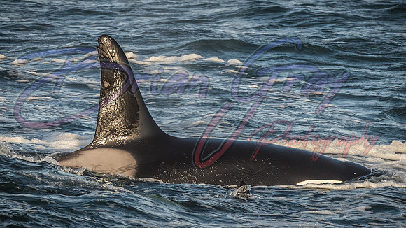 Orcas - Pod 27