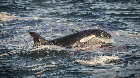 Orcas - Pod 27