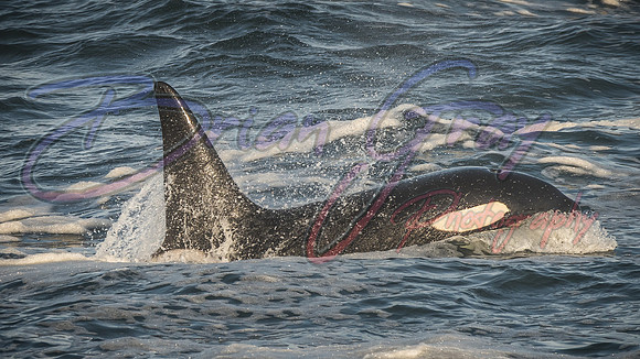Orcas - Pod 27
