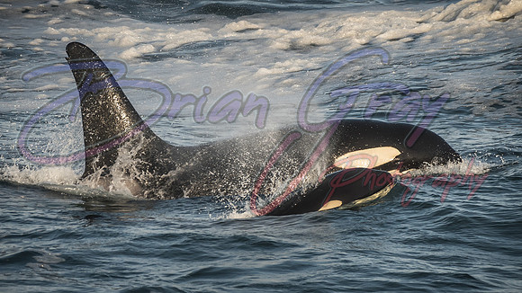 Orcas - Pod 27