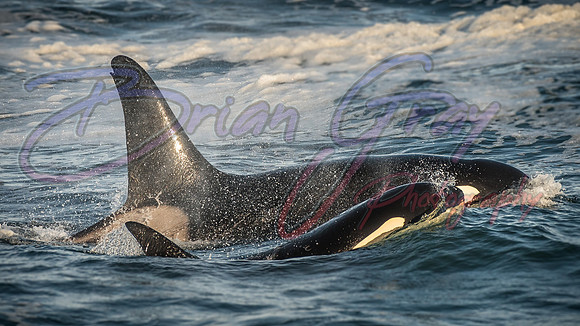 Orcas - Pod 27