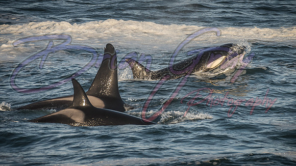 Orcas - Pod 27