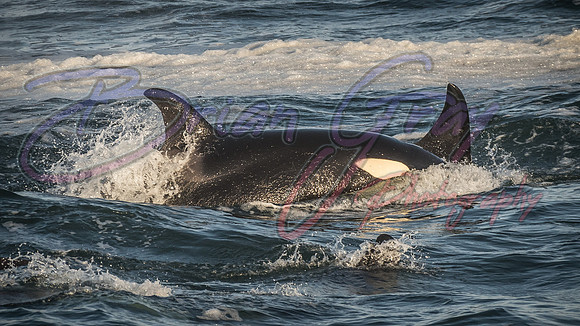 Orcas - Pod 27