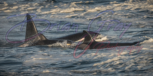 Orcas - Pod 27
