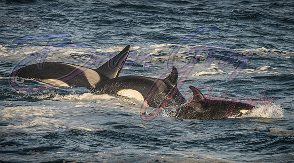 Orcas - Pod 27