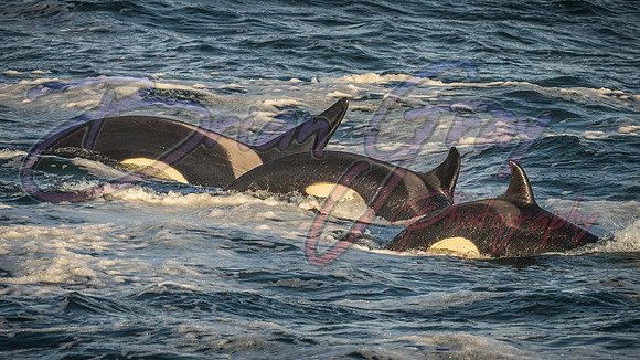 Orcas - Pod 27