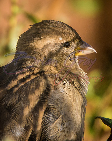 Sparrow