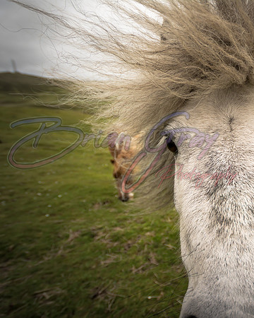 Shetland Pony