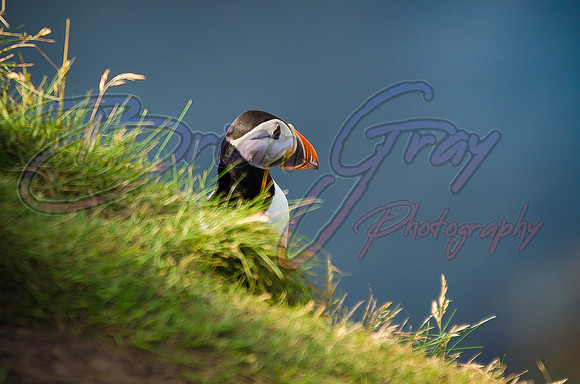 Puffin