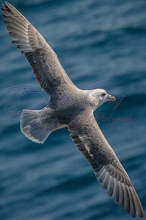 Fulmar