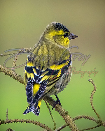 Siskin
