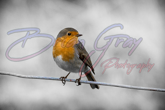 Robin