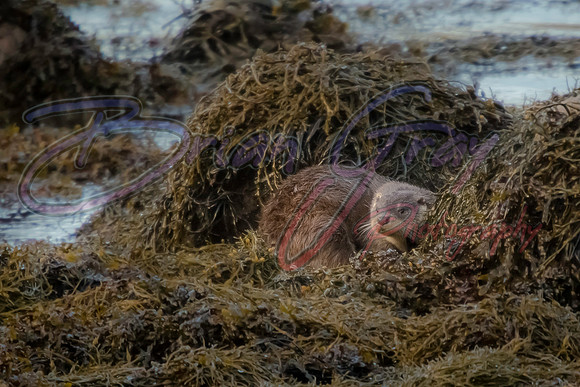 Otter