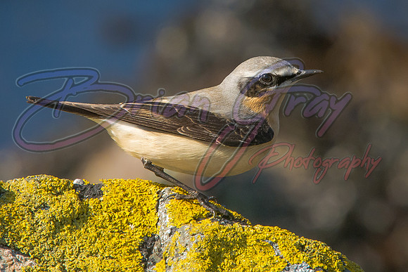 Wheatear