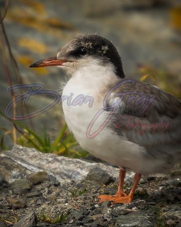 Fledgling Tern