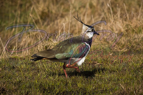 Lapwing