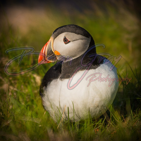 Puffin (square)