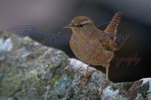 Wren