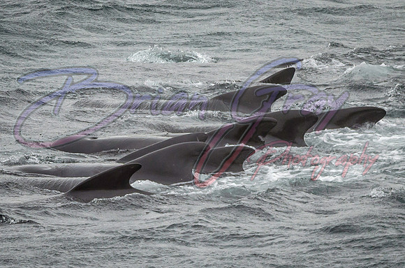 Pilot Whales