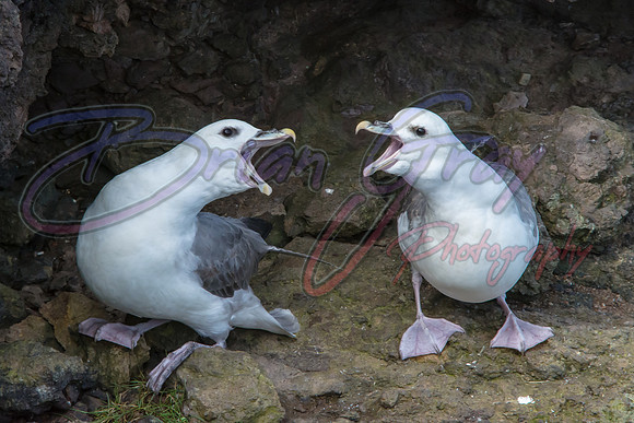 Fulmars