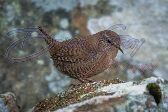 Shetland Wren