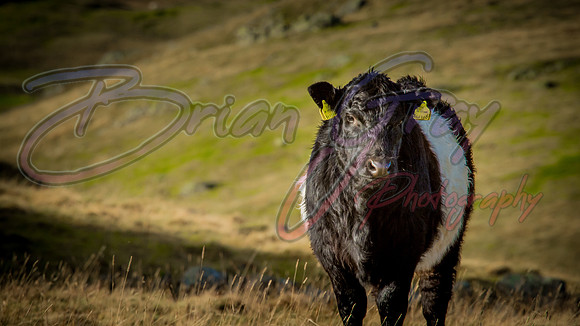 Moooooo!