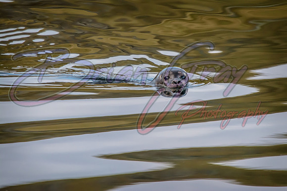 Common Seal