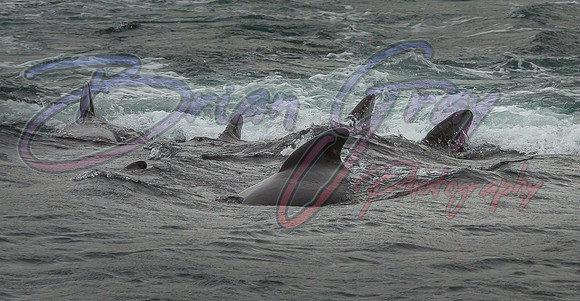 Pilot Whales