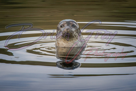 Common Seal