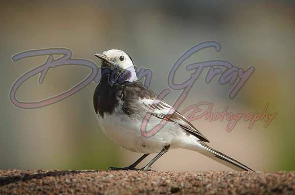 Pied Wagtail