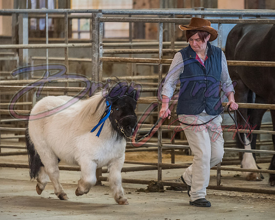 Serrang Equestrian 2018