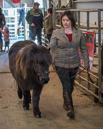 Serrang Equestrian 2018